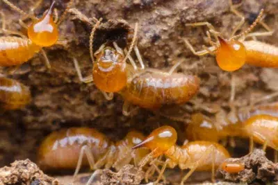 Glass Termite & Pest, Inc.