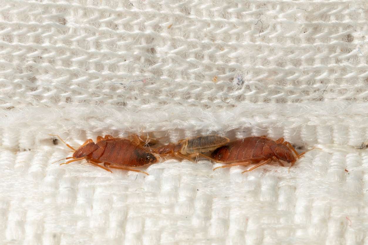 Bed Bugs All Gone Bed Bugs All Gone