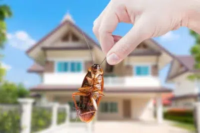 Pest Control Service in Bridgeville