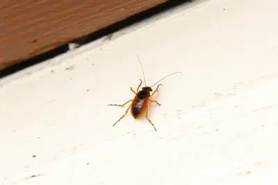 Pest Control Solutions for Cheswold: Effective Services to Keep Your Home Pest-Free