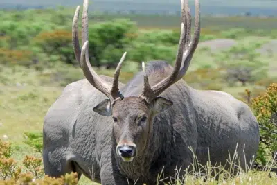 Vantage wildlife experts