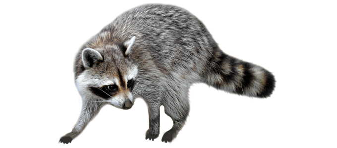 Expert Rodent & Wildlife Removal Expert Rodent & Wildlife Removal